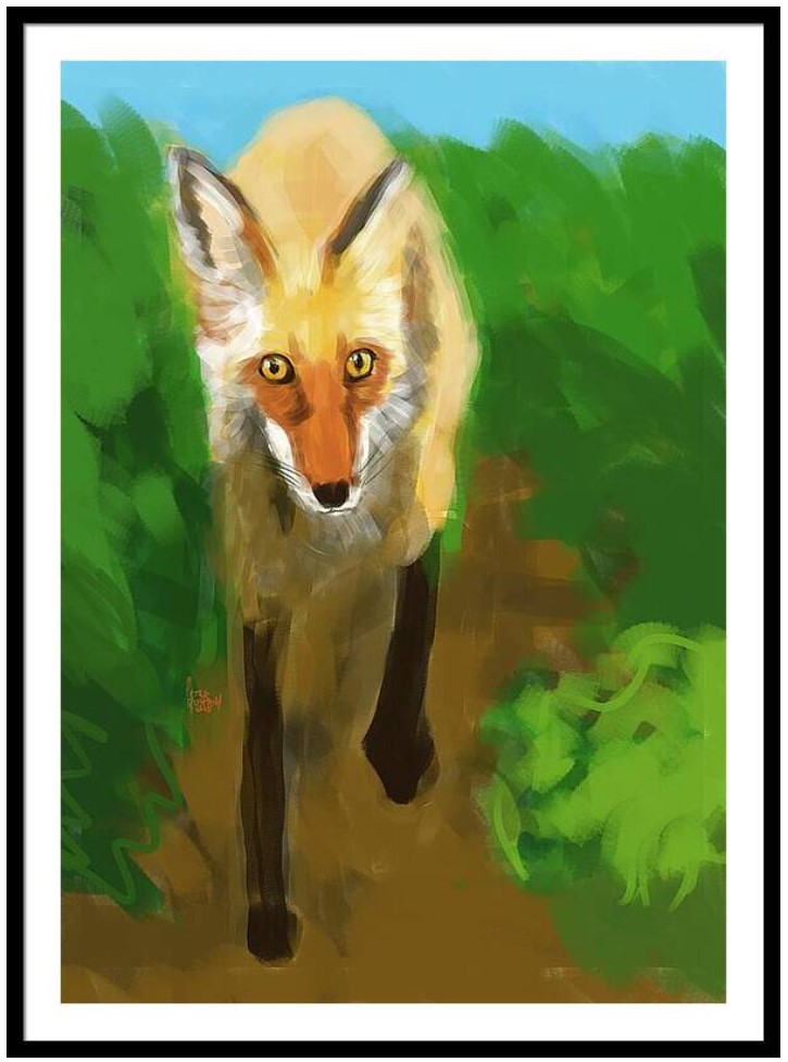 red fox approaches by peter dustrud