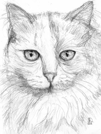 Cat HB - pencil