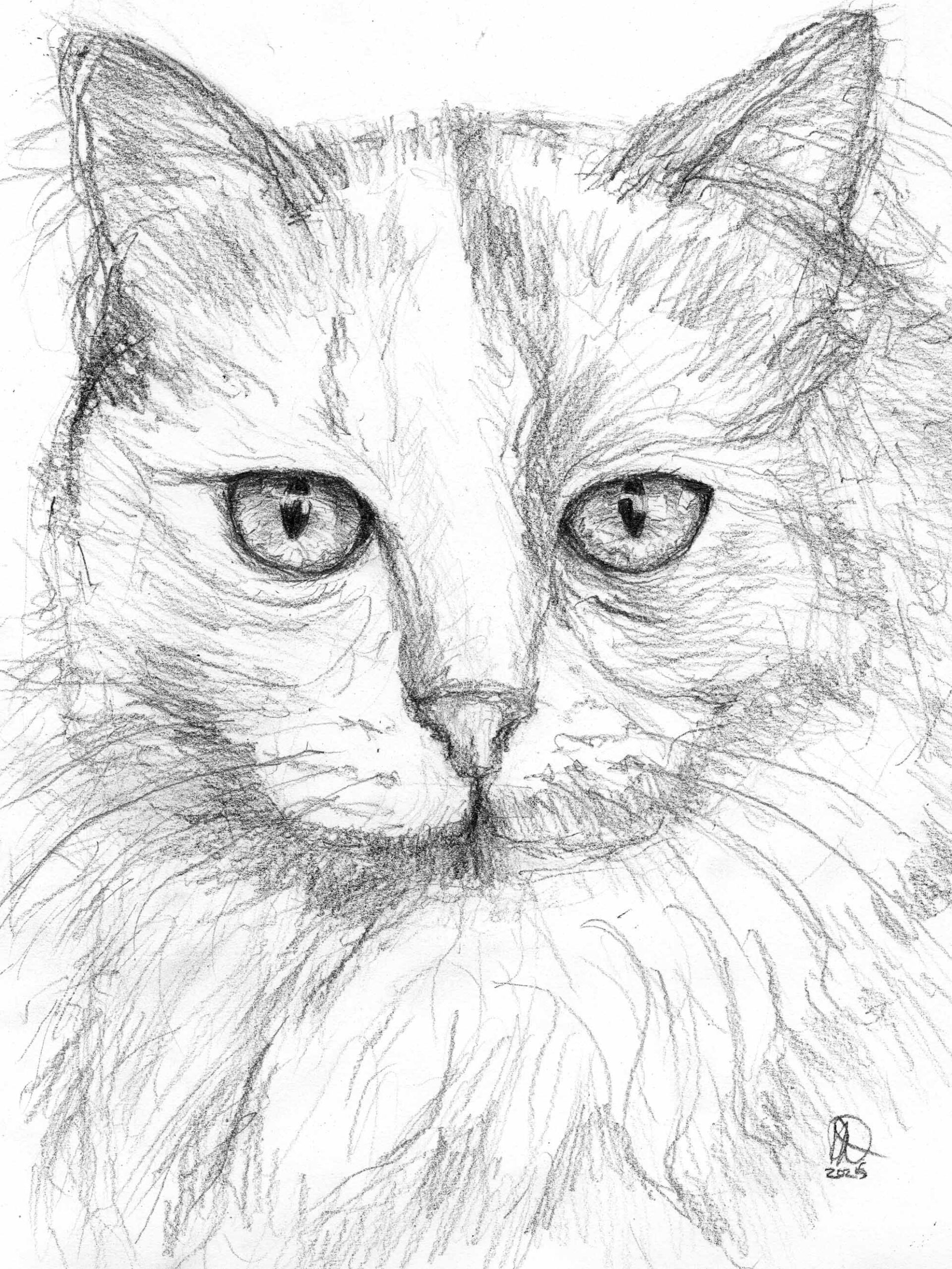 Cat HB - pencil