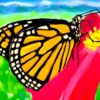 image: Monarch butterfly digital drawing peter dustrud scapingsky.com