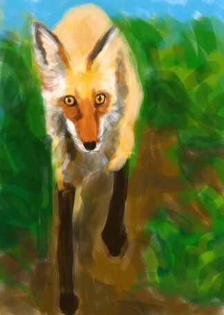 Red Fox on the Prowl - digital original