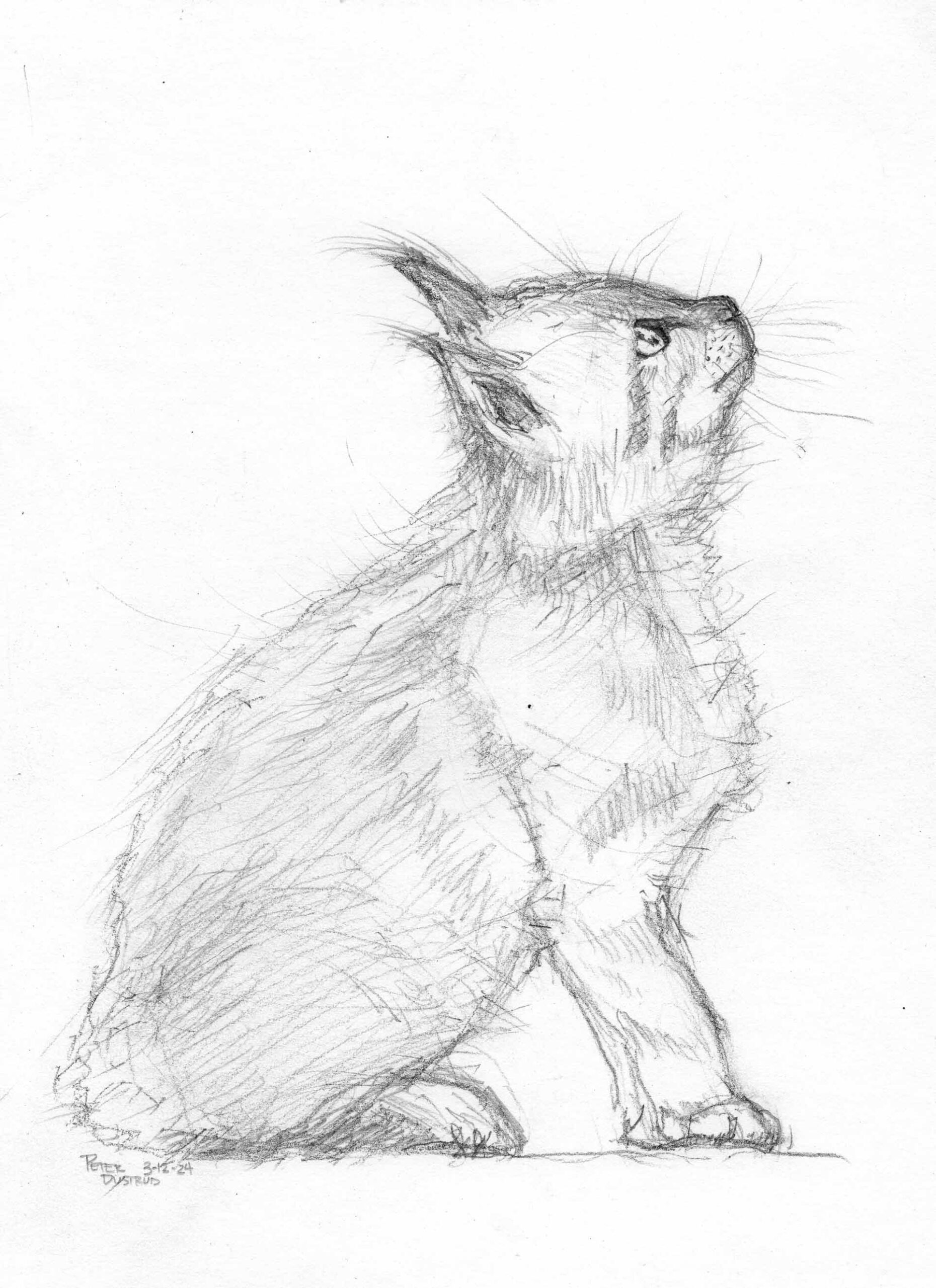 Getaway cat - pencil