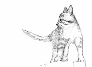 Backstripe on Stump - pencil