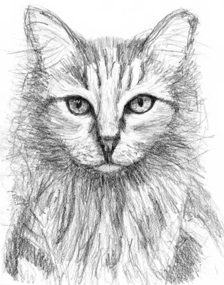 image: pencil drawing "Mr Big" by peter dustrud