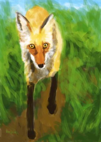 Red Fox Approaching - by Peter Dustrud scrapingsky.com